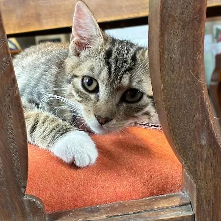 Lejlighed Oeko-fachwerkhaus Am Schwarzwald *