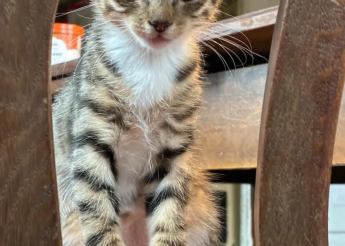 Oeko-fachwerkhaus Am Schwarzwald Lejlighed