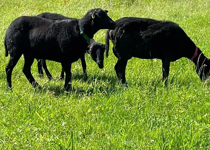 Oeko-fachwerkhaus Am Schwarzwald * Remchingen