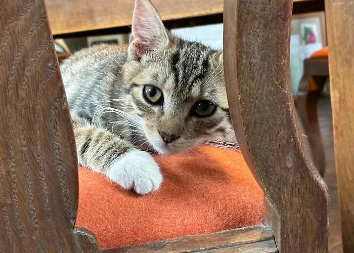 Lejlighed Oeko-fachwerkhaus Am Schwarzwald *